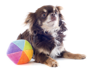 Image showing chihuahua and ball