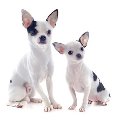 Image showing puppy and adult chihuahua