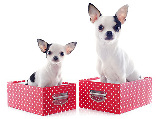 Image showing two chihuahuas