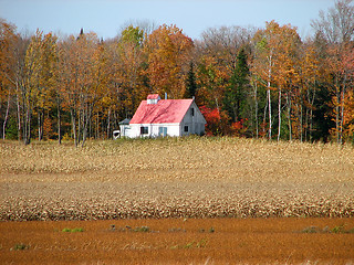 Image showing Rural house in the golden cornfield