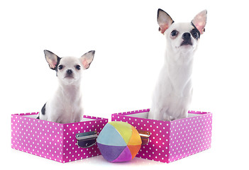 Image showing two chihuahuas