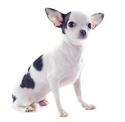 Image showing puppy chihuahua