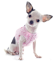 Image showing puppy chihuahua