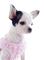 Image showing puppy chihuahua