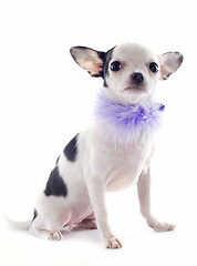 Image showing puppy chihuahua