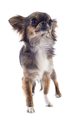 Image showing brindle chihuahua