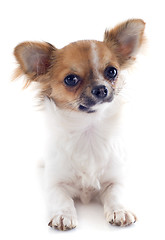 Image showing puppy chihuahua