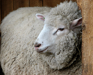 Image showing Cozy sheep resting