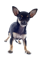 Image showing puppy chihuahua