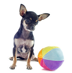 Image showing puppy chihuahua and ball