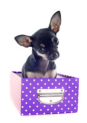 Image showing chihuahua in box