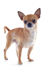 Image showing male chihuahua