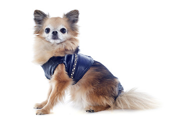 Image showing dressed chihuahua