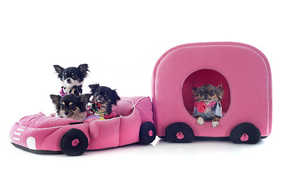 Image showing chihuahuas in car