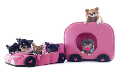 Image showing chihuahuas in car