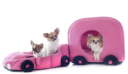 Image showing chihuahuas in car