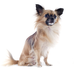 Image showing chihuahua