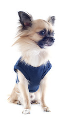 Image showing chihuahua dressed