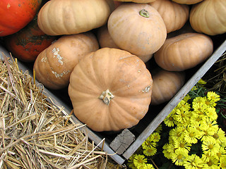 Image showing Autumn vegetable market: pumpkins and yellow chrysanthemums