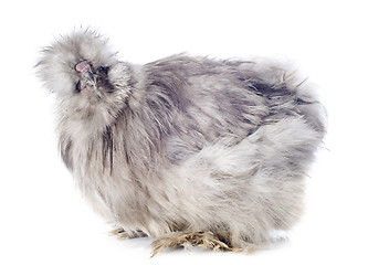 Image showing young Silkie