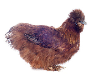 Image showing young Silkie