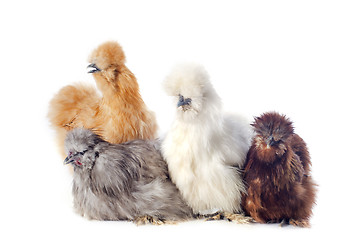 Image showing young Silkies