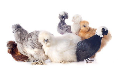 Image showing young Silkies and dutch bantam