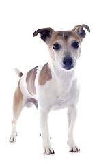 Image showing jack russel terrier