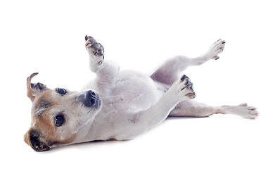 Image showing playing jack russel terrier