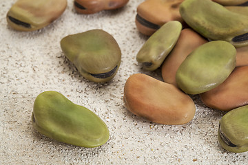 Image showing fava (broad) beans