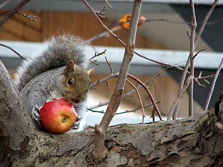 Image showing Cute squirrel eating a big red apple