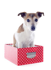Image showing jack russel terrier in a box