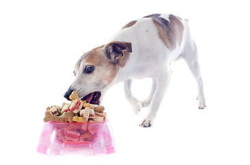 Image showing eating jack russel terrier