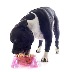 Image showing staffordshire bull terrier eating