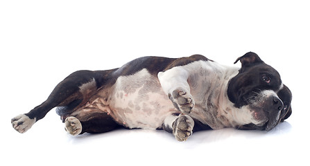 Image showing staffordshire bull terrier laid down