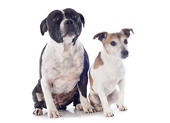 Image showing staffordshire bull terrier and jack russel terrier