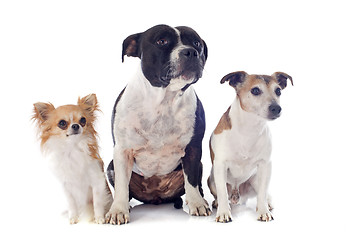 Image showing three dogs