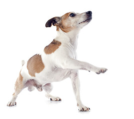 Image showing jack russel terrier