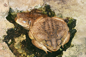 Image showing Toad