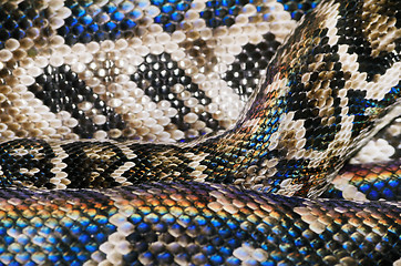 Image showing Snake Skin