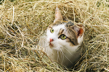 Image showing Cat In Hay