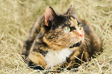 Image showing Cat