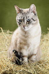 Image showing Cat