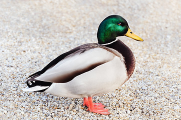 Image showing Wild Duck 