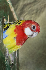 Image showing Rosella Parakeet