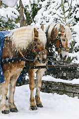 Image showing Christmas Horses