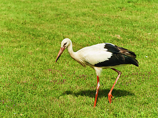 Image showing Stork