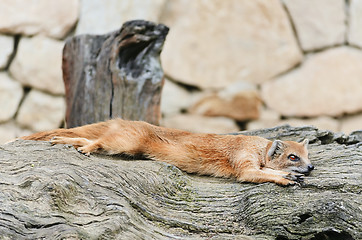 Image showing Mongoose