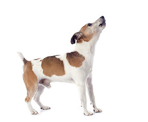 Image showing barking jack russel terrier