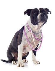 Image showing staffordshire bull terrier and pearl collar